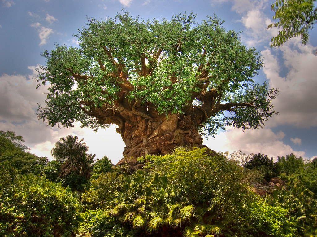 The Tree of Life at Disney's Animal Kingdom