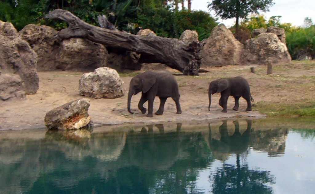 Elephants on the savanna at Disney's Animal Kingdom